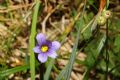 Sisyrinchium montanum